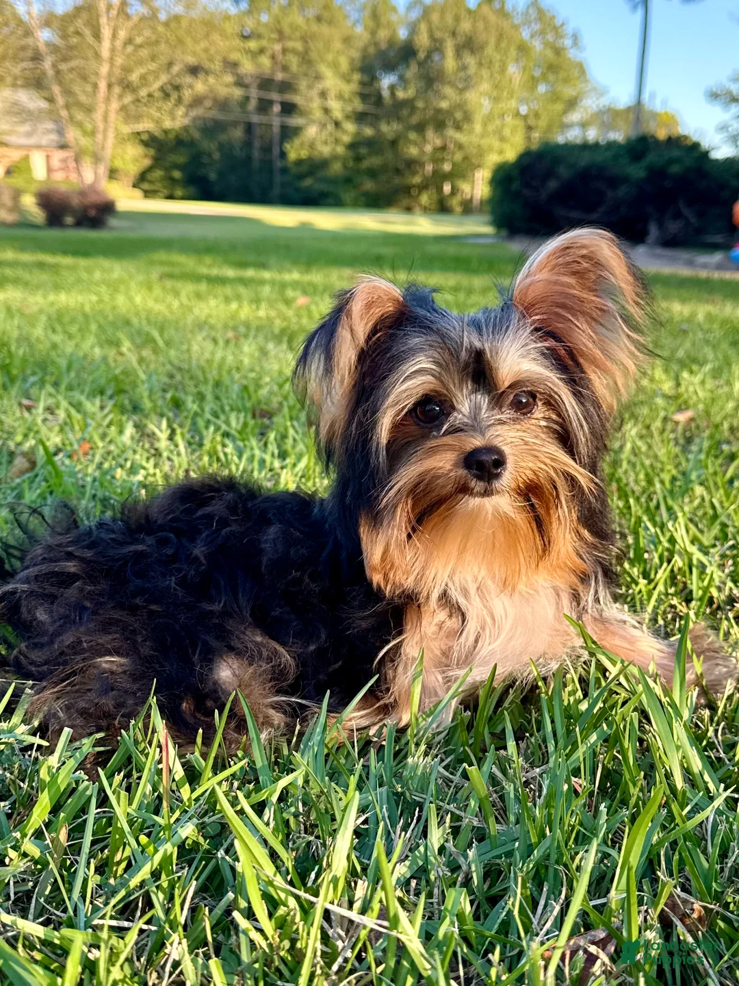 Yorkshire Terrier dogs for sale: Sami - Ad 2