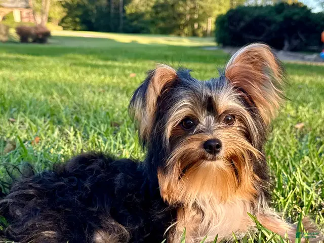 Yorkshire Terrier dogs Sami - Ad 2