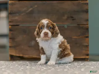 Cockapoo dogs Jericho - Ad 30