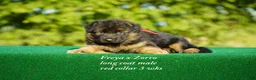 German Shepherd dogs for sale: German Shepherd red collar - Ad 3