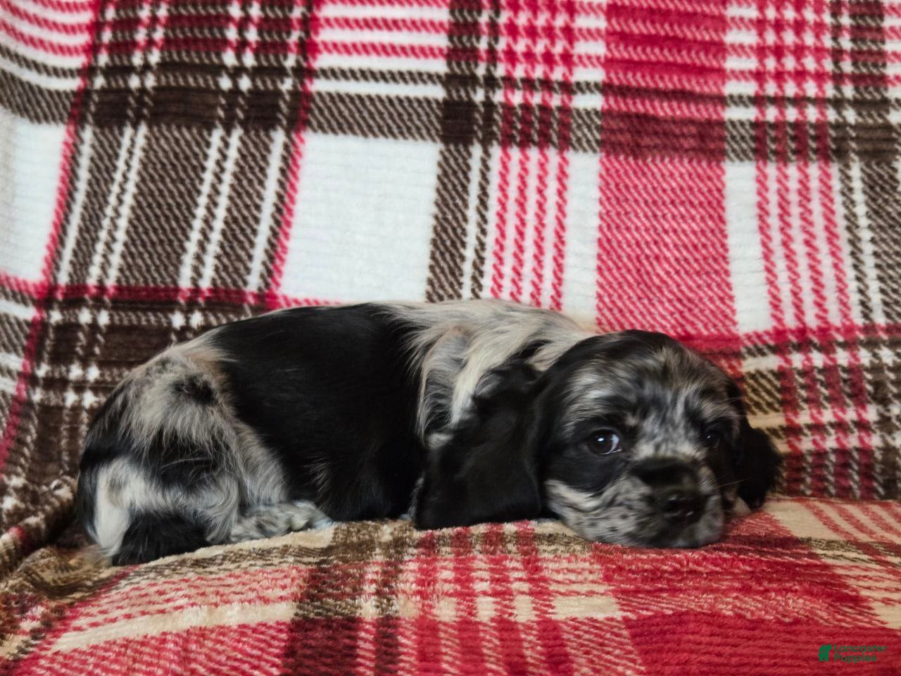 Mixed Breed dogs Max - Ad 2