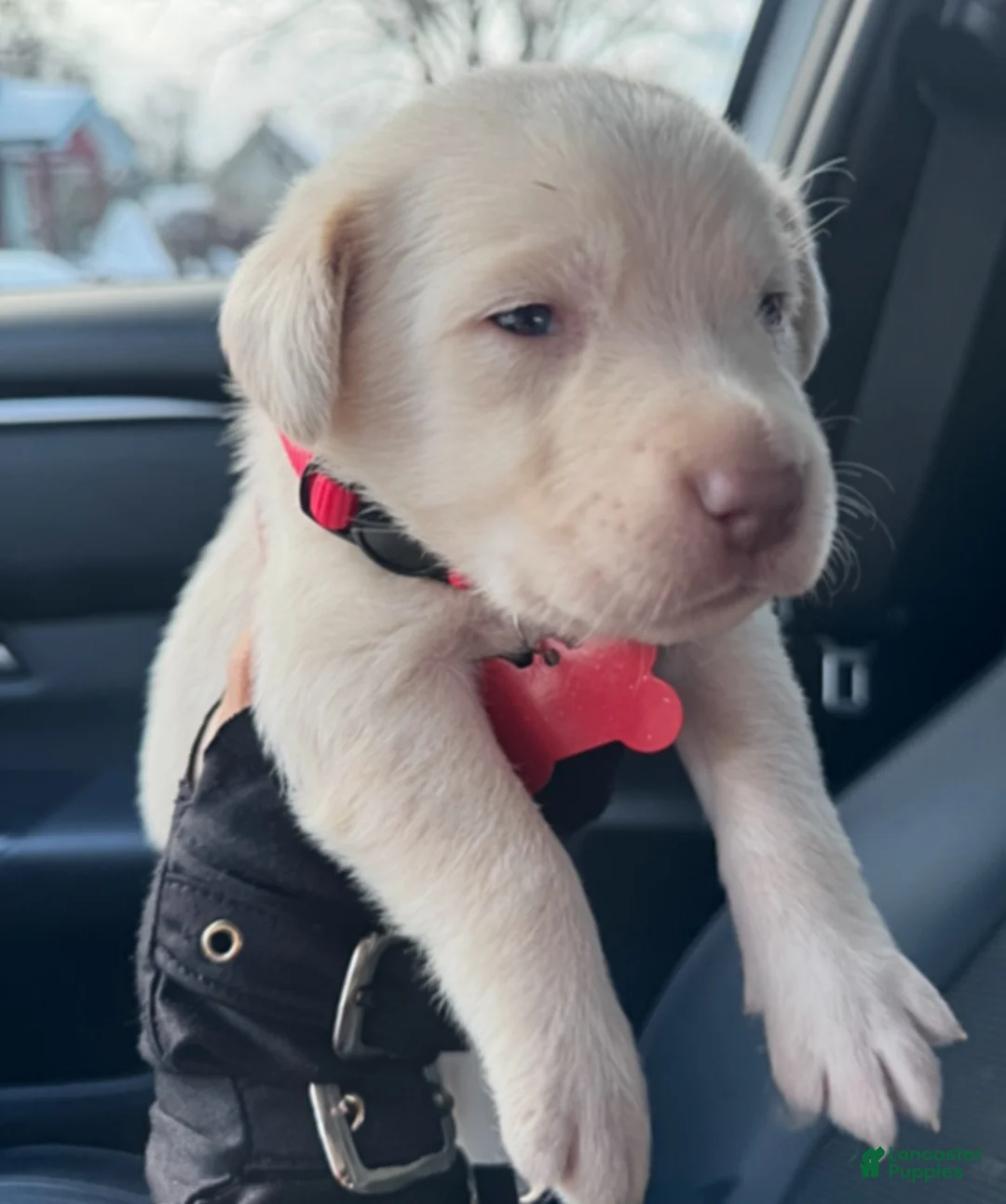 Labrador Retriever dogs for sale: Labrador Retriever Puppy 1 - Ad 16