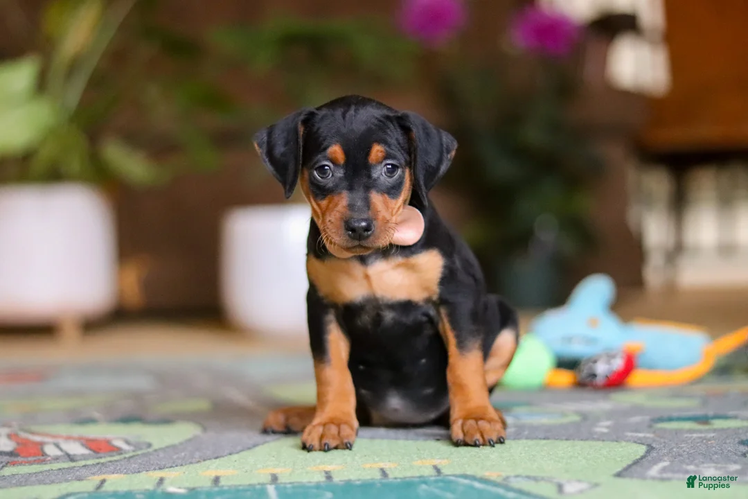 Miniature Pinscher dogs for sale: Tulip - Ad 1