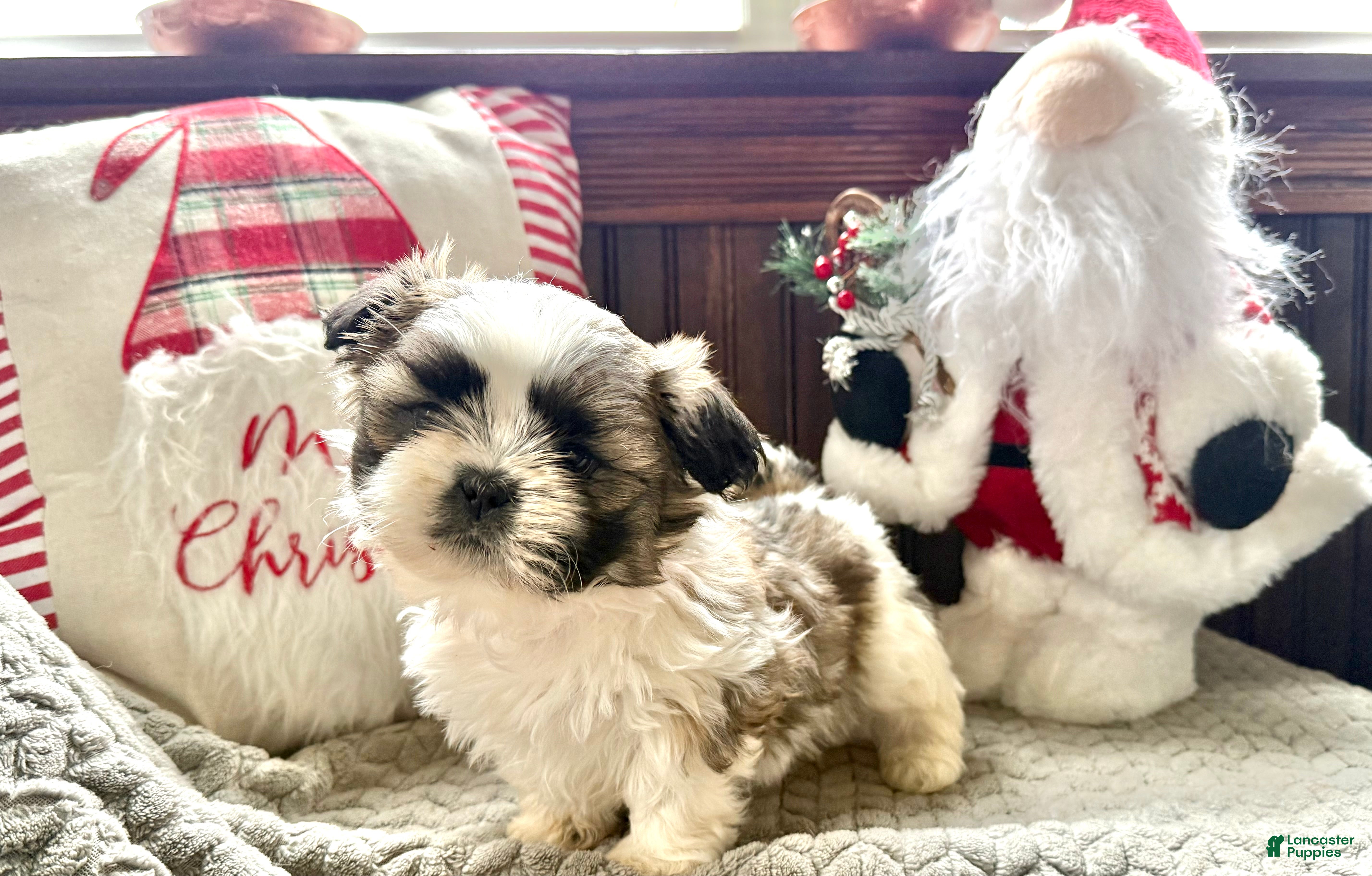 Shih Tzu dogs Pepper  - Ad 26