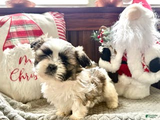 Shih Tzu dogs Pepper - Ad 18
