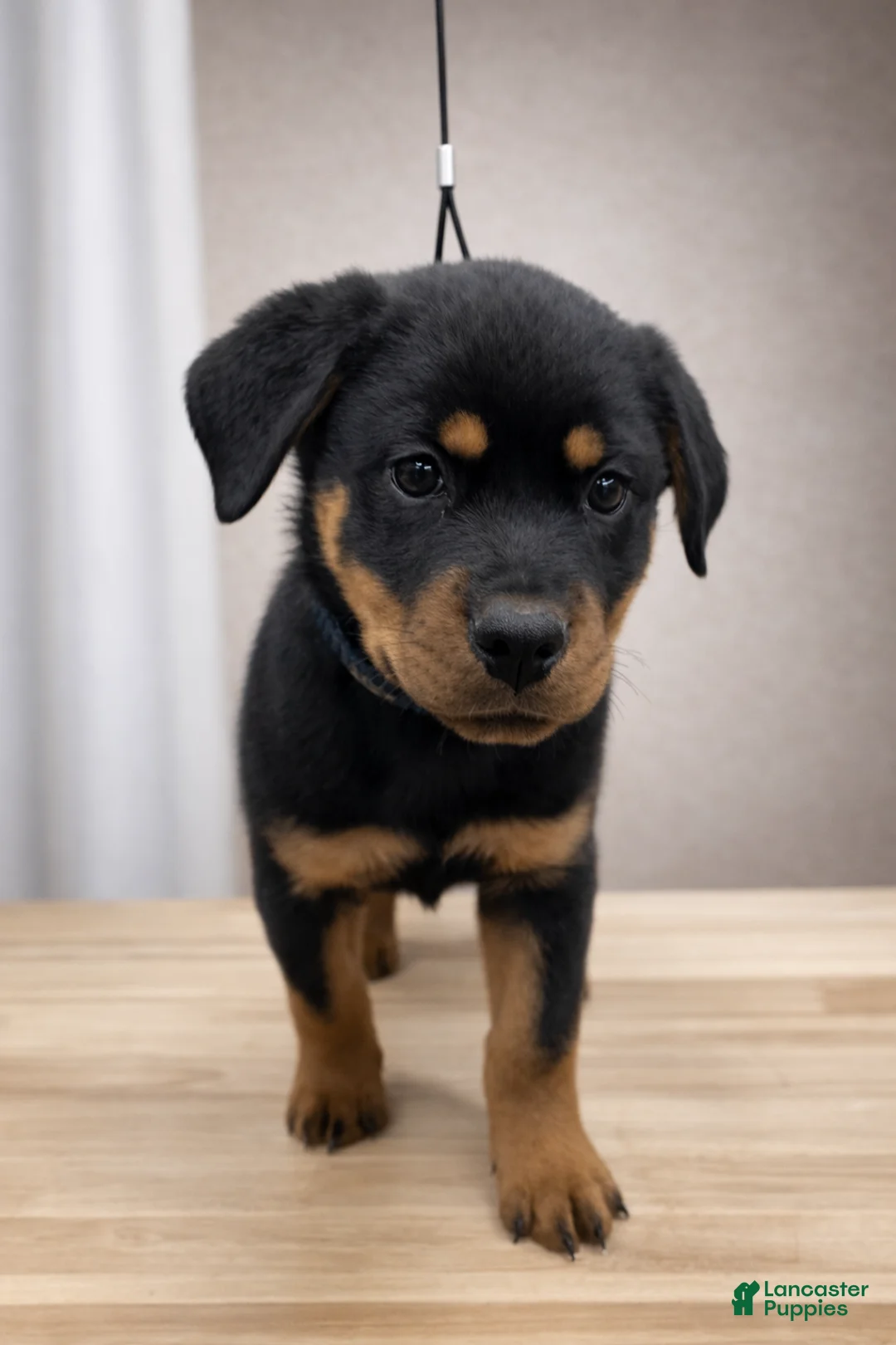 Rottweiler dogs for sale: Rottweiler Puppy- Purple - Ad 3