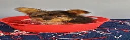 Yorkshire Terrier dogs for sale: Yorkshire Terrier 1 - Ad 2