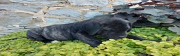 English Mastiff dogs for sale: Millie - Ad 5