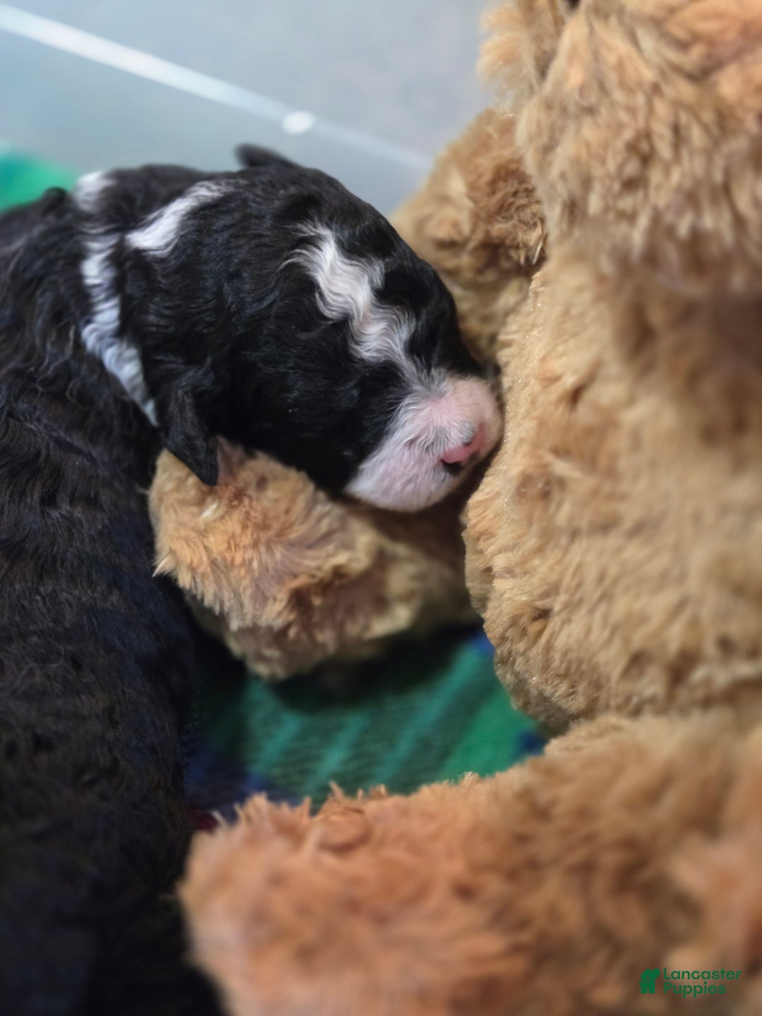 Mixed Breed dogs for sale: Asher - Ad 10