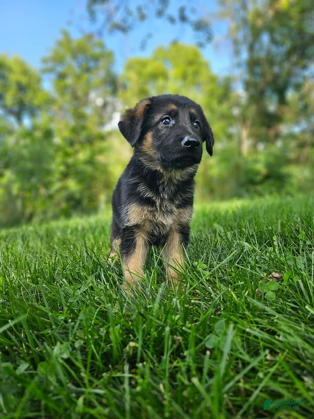 German Shepherd dogs for sale: Max - Ad 1