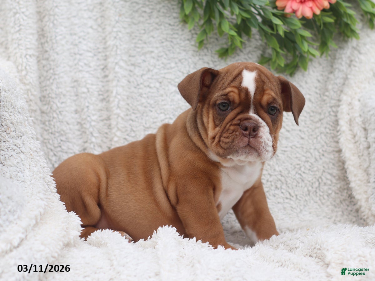 English Bulldog dogs Roxie - Ad 2