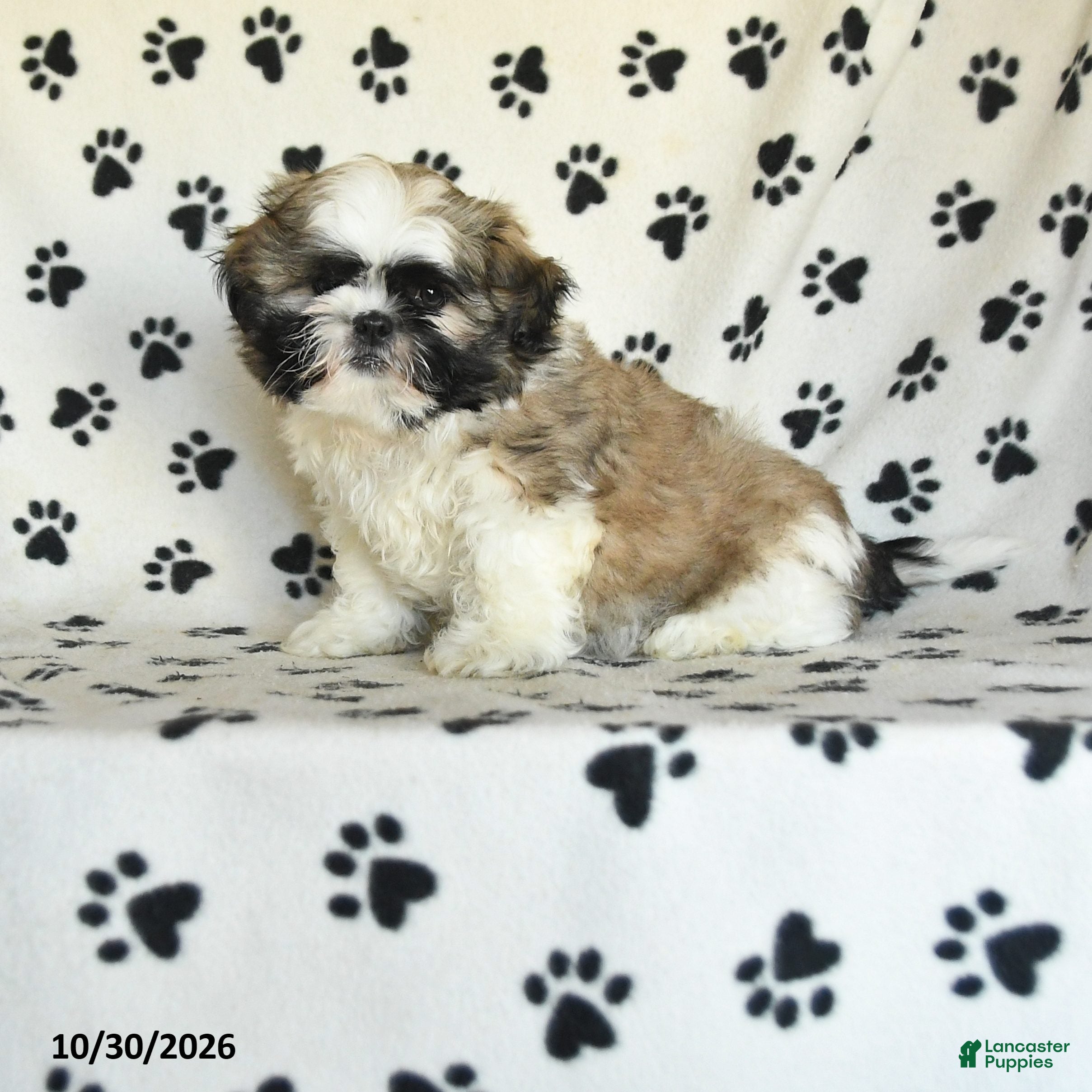Shih Tzu dogs for sale: Quincy - Ad 1