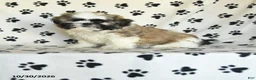 Shih Tzu dogs for sale: Quincy - Ad 1