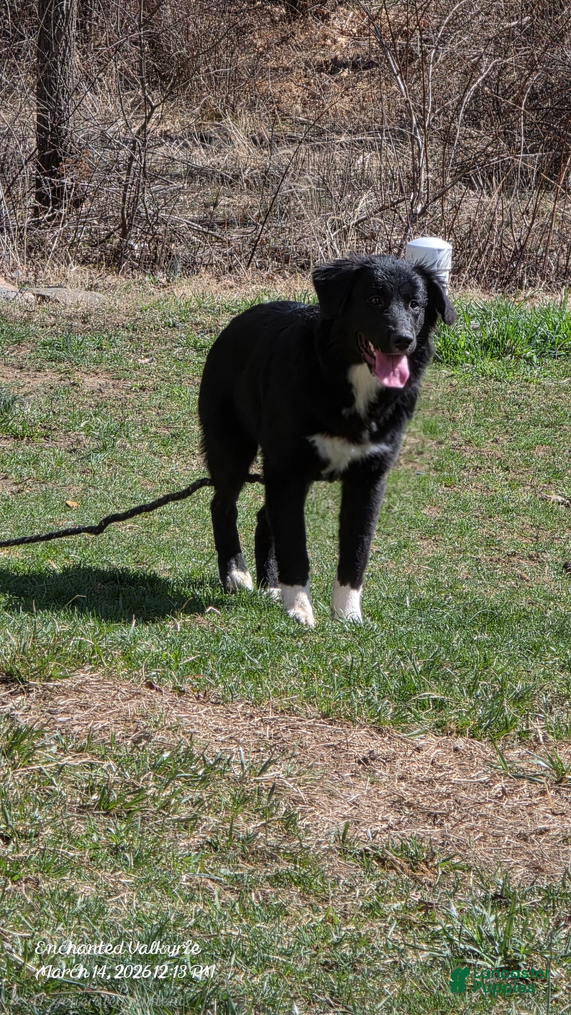 Mixed Breed dogs ARCADIA - Ad 33