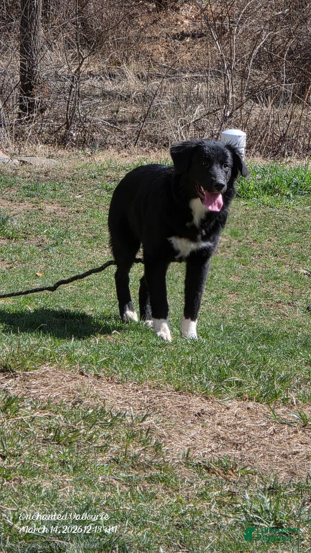 Mixed Breed dogs for sale: ARCADIA - Ad 1