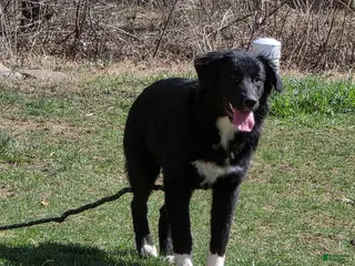 Mixed Breed dogs ARCADIA - Ad 33