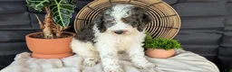 Cockapoo dogs for sale: Heath - Ad 16