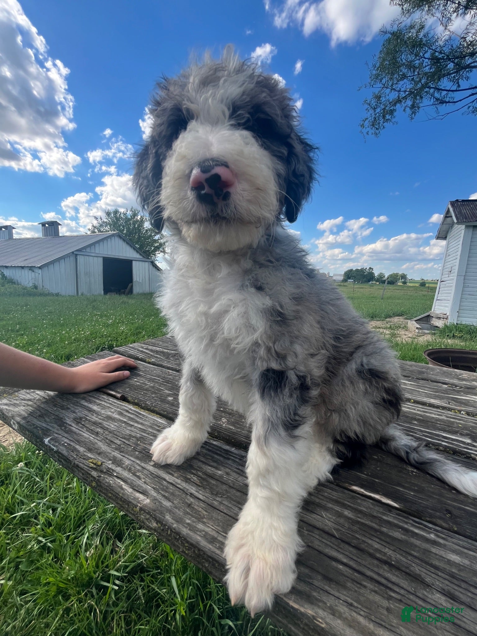 Sheepadoodle dogs Sheepadoodle Puppy 13 - Ad 26