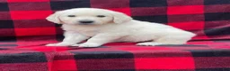 Golden Retriever dogs for sale: Teddy - Ad 1