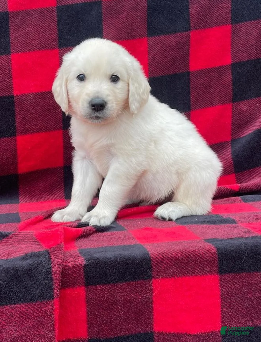 Golden Retriever dogs for sale: Teddy - Ad 1