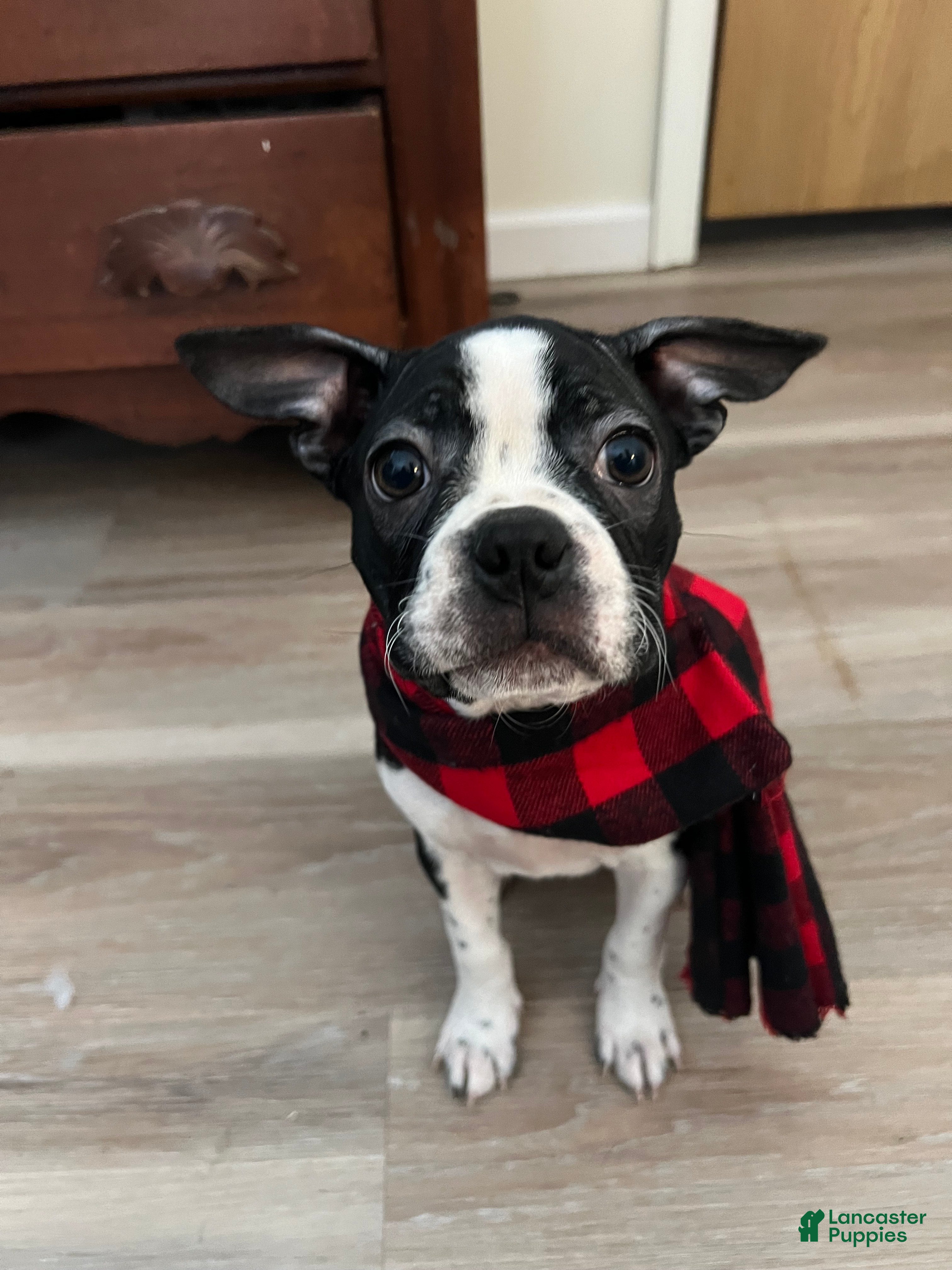 Boston Terrier dogs Yoda may - Ad 1