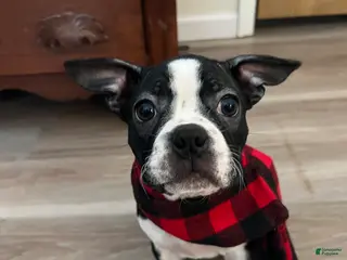 Boston Terrier dogs Yoda may - Ad 1