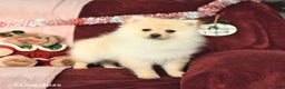 Pomeranian dogs for sale: Pickles - Ad 6