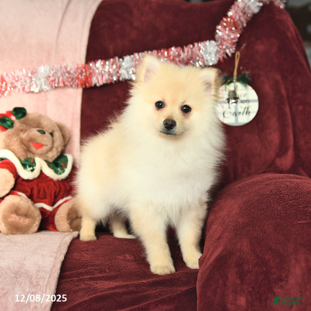 Pomeranian dogs for sale: Pickles - Ad 6