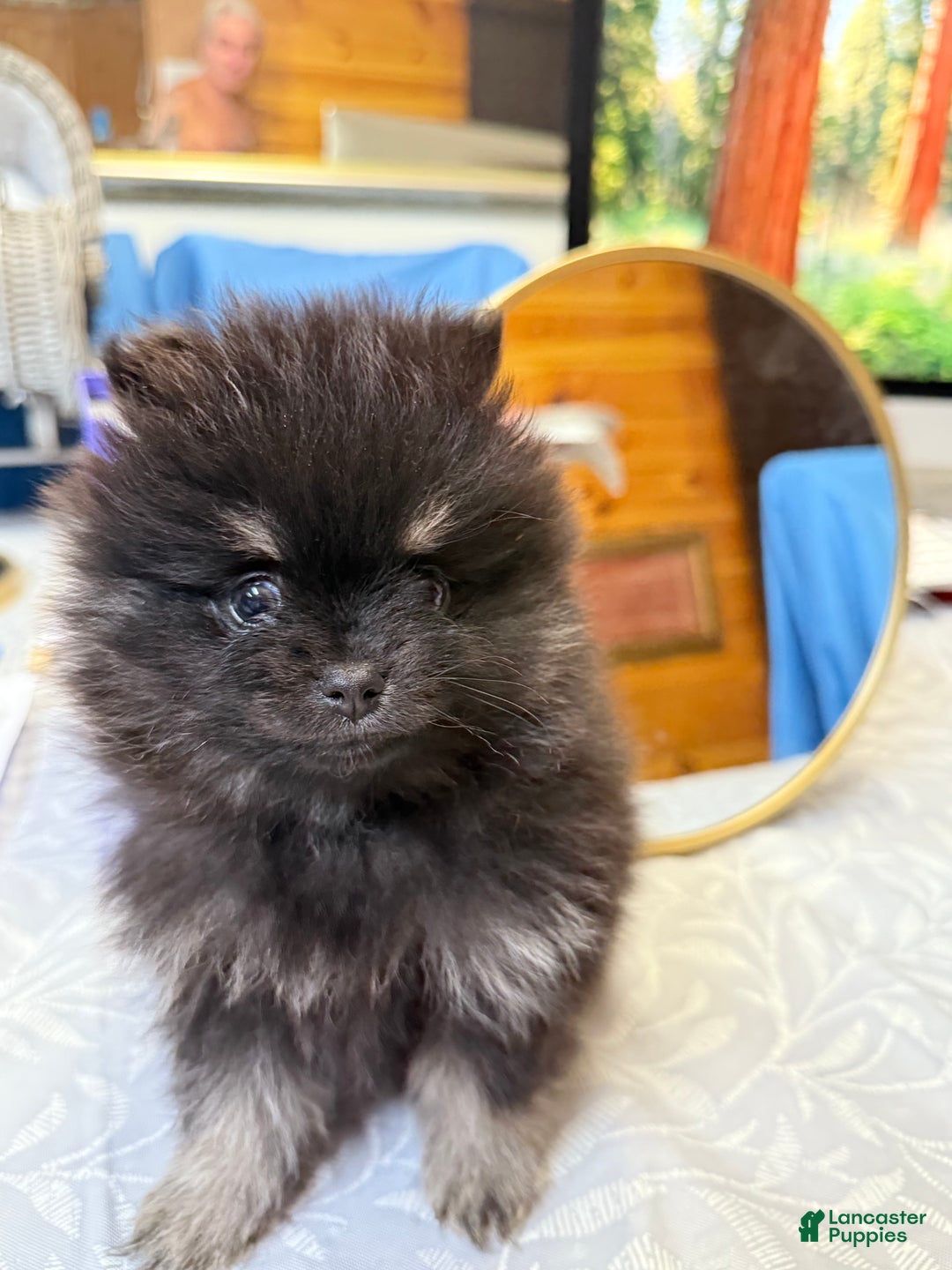 Pomeranian dogs for sale: CHACHI Pomeranian  - Ad 6