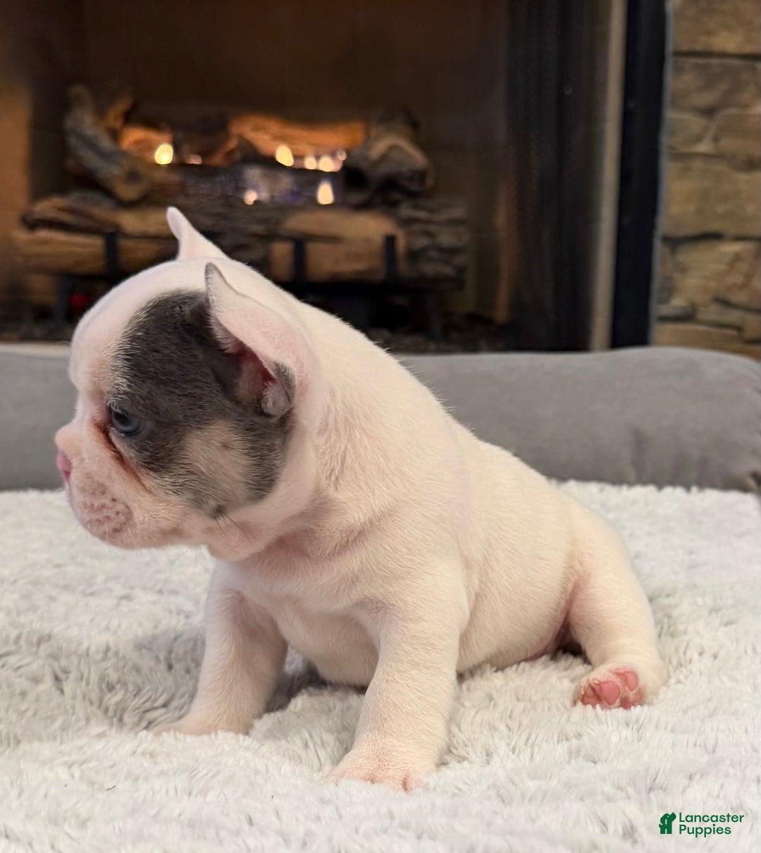 French Bulldog dogs for sale: Spanky - Ad 3