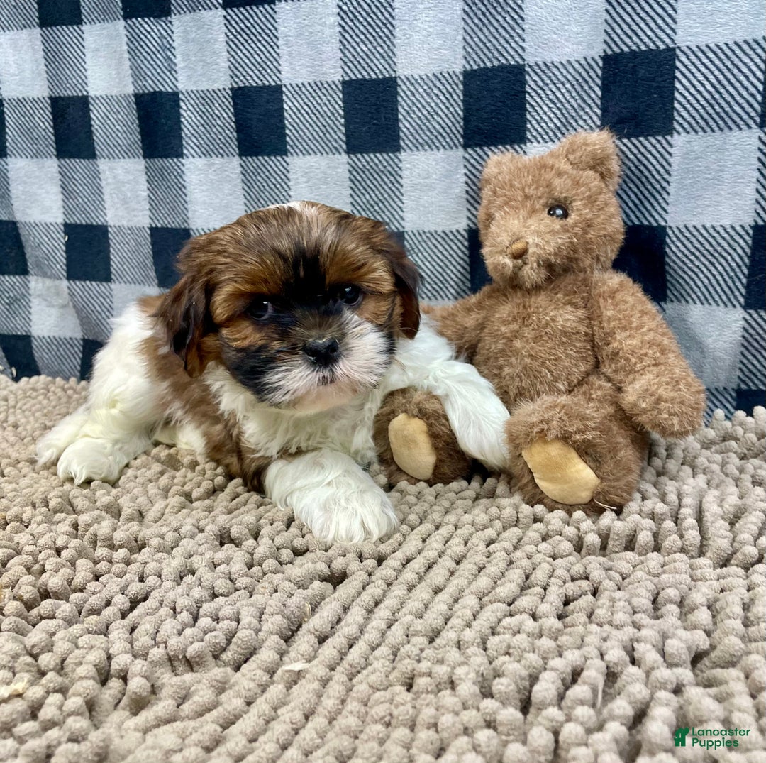 Shih Tzu dogs for sale: Mike - Ad 3