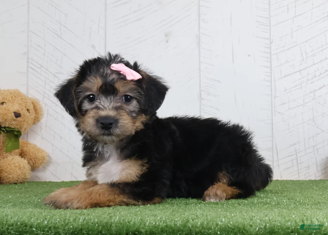 Yochon dogs for sale: Polly - Ad 3