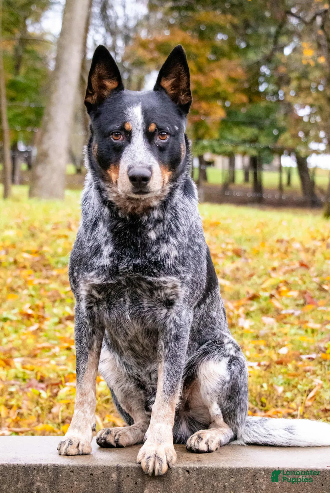 Australian Cattle Dog dogs for sale: Australian Cattle Dog Puppy 5 - Ad 9
