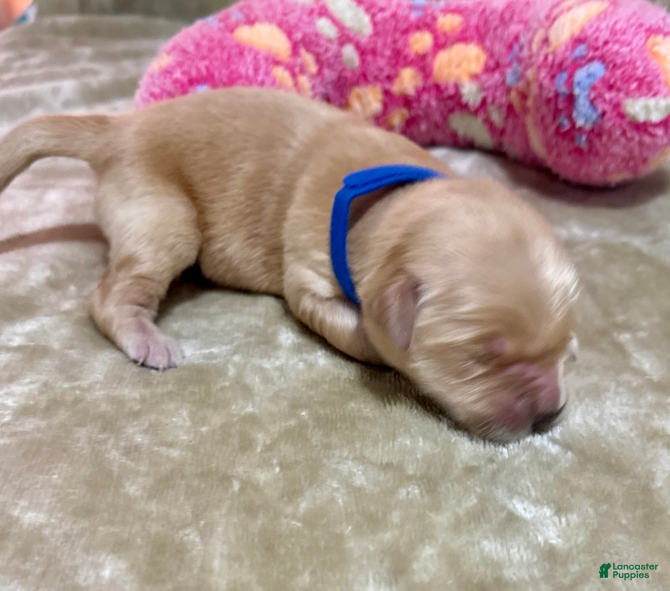 Golden Retriever dogs Golden Retriever Puppy 7 - Ad 26