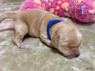 Golden Retriever dogs Golden Retriever Puppy 7 - Ad 26