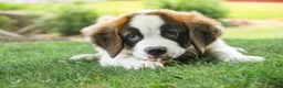 Saint Bernard dogs for sale: William Saint Bernard  - Ad 4