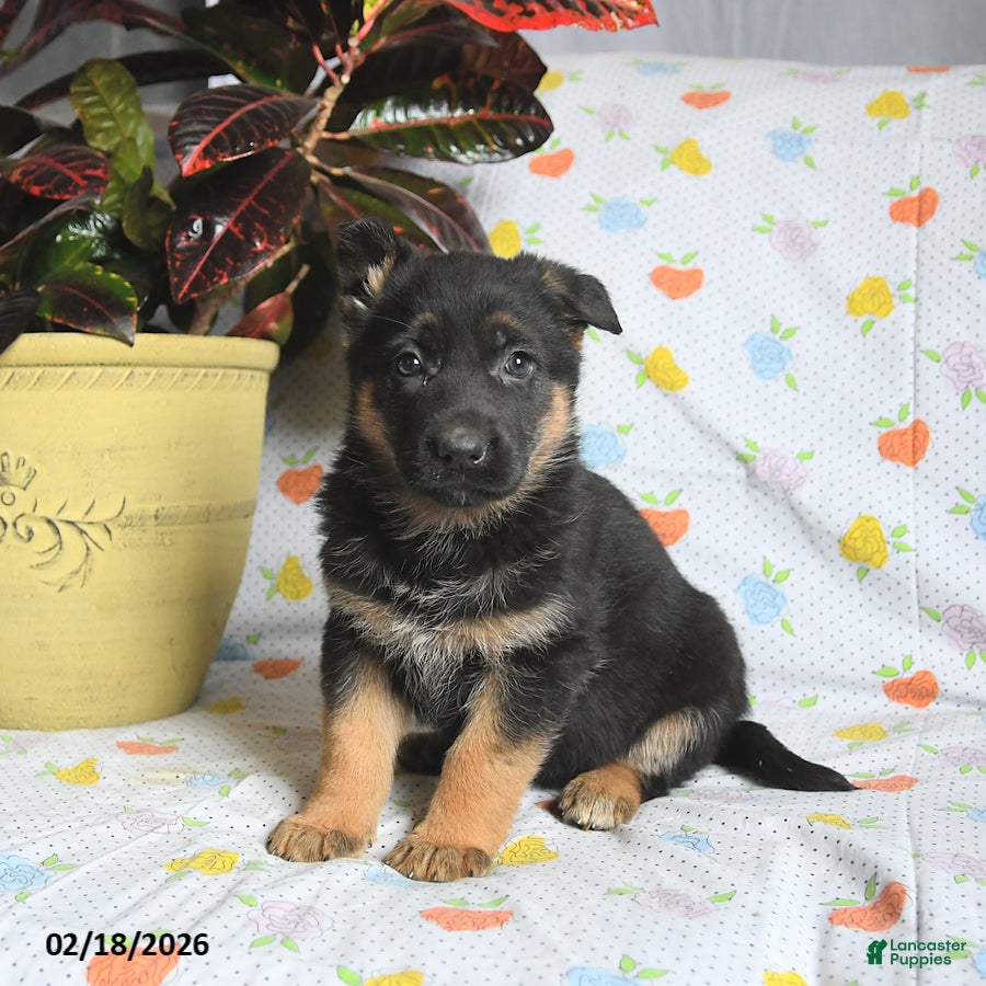 German Shepherd dogs Waffles - Ad 1