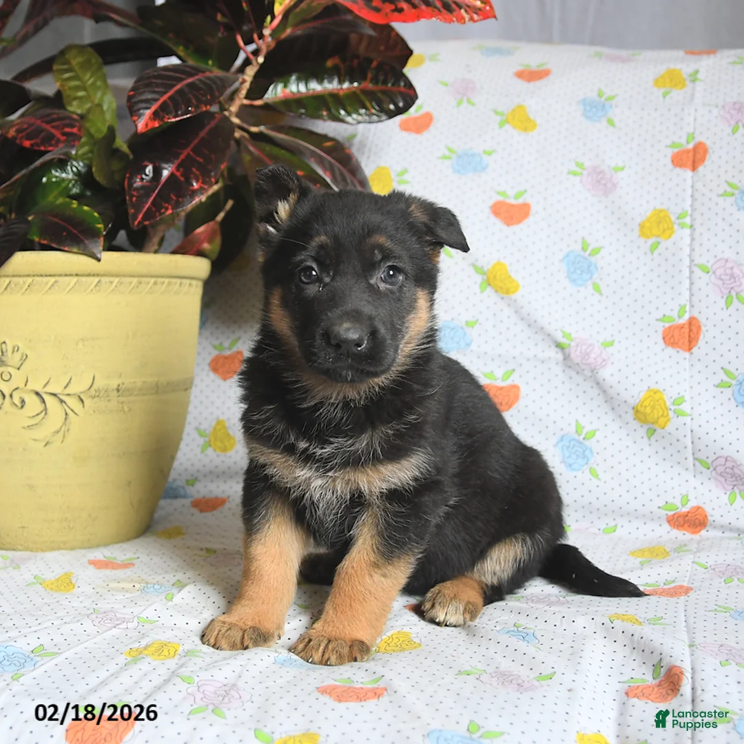 German Shepherd dogs for sale: Waffles - Ad 1