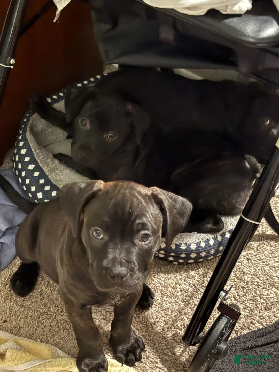 American Pit Bull Terrier dogs for sale: Killo - Ad 2