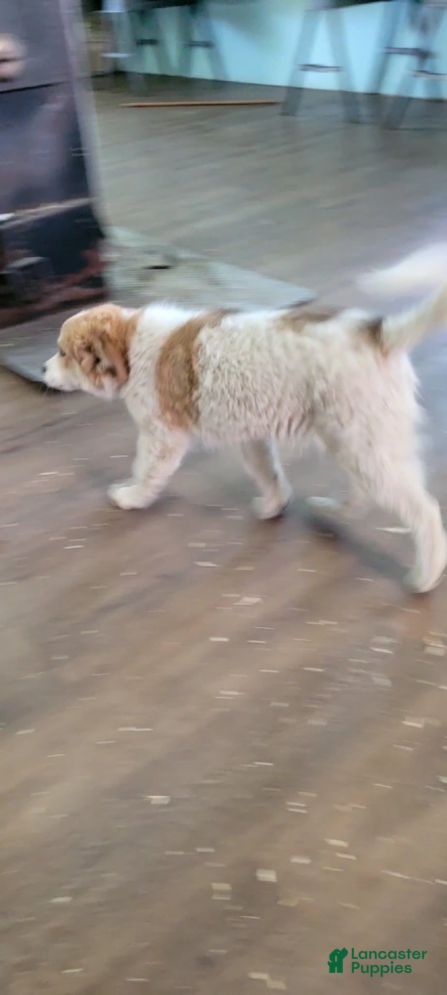 Mixed Breed dogs Mixed Breed Puppy 2 - Ad 2