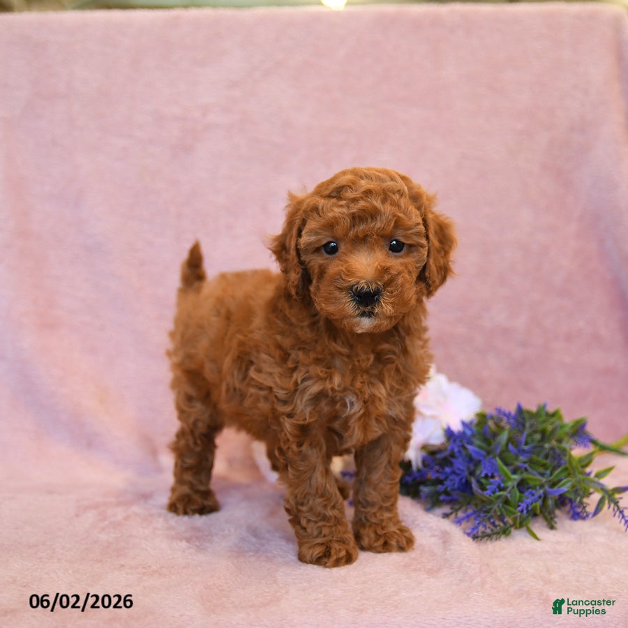 Cavapoo dogs Flossie - Ad 1