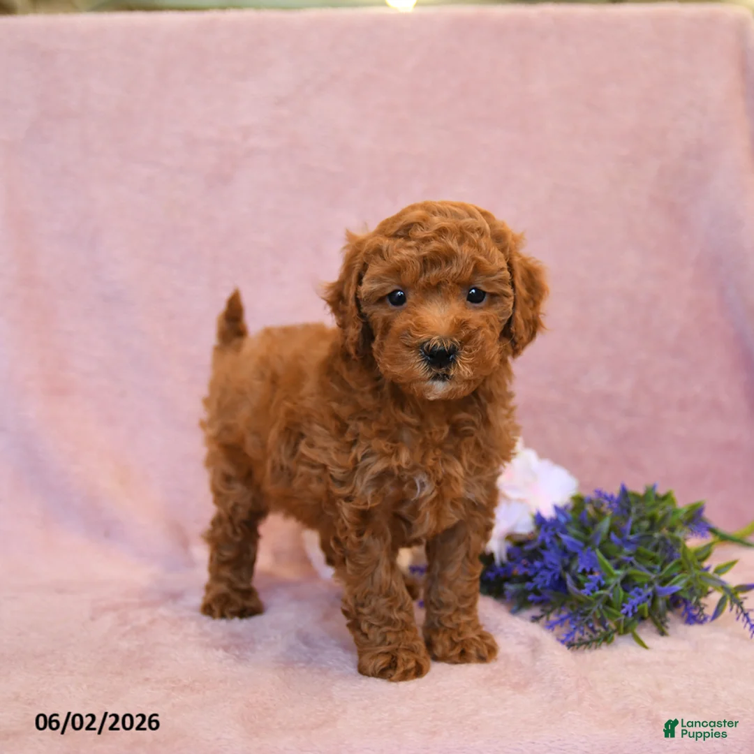 Cavapoo dogs for sale: Flossie - Ad 1