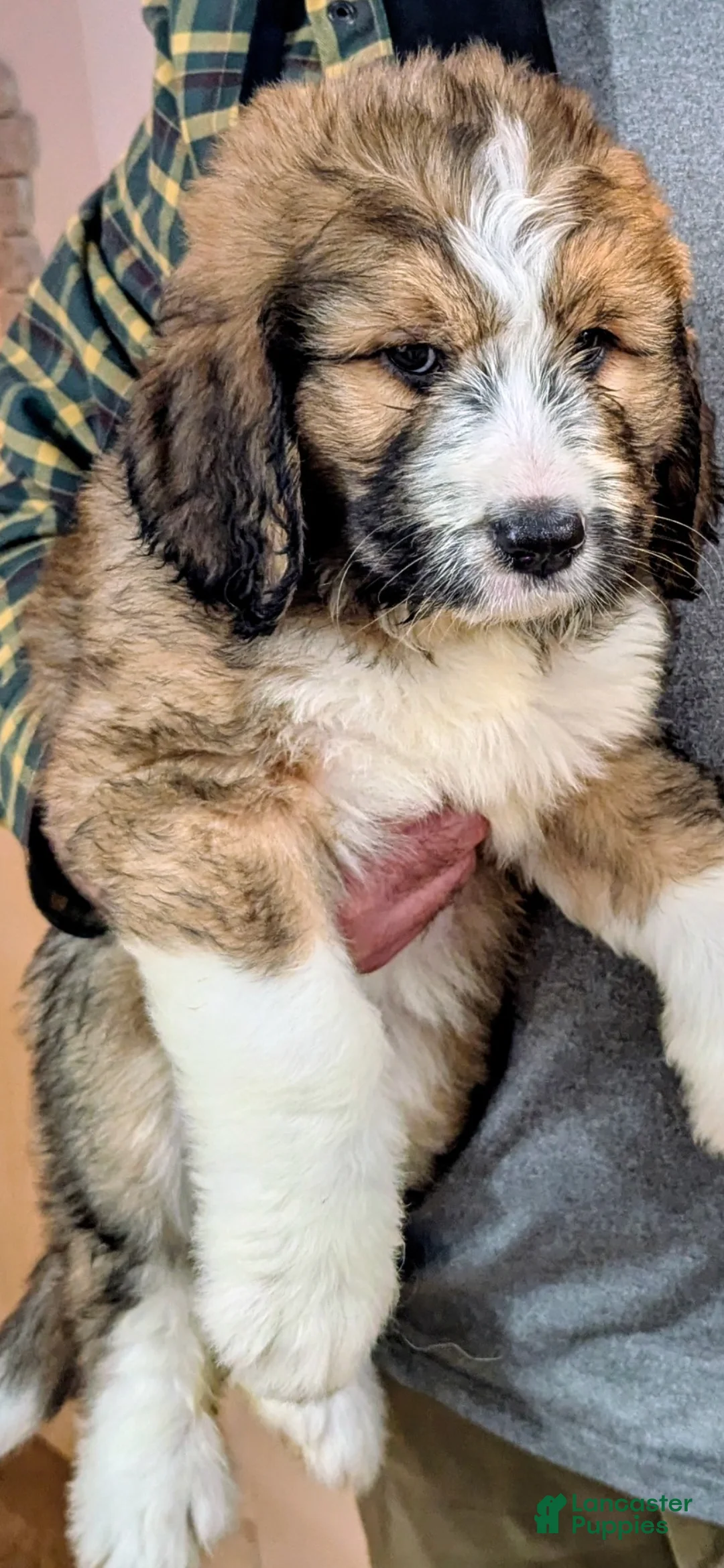 Mixed Breed dogs for sale: Thalia - Ad 2