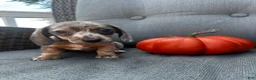 Miniature Dachshund dogs for sale: Winston  - Ad 3