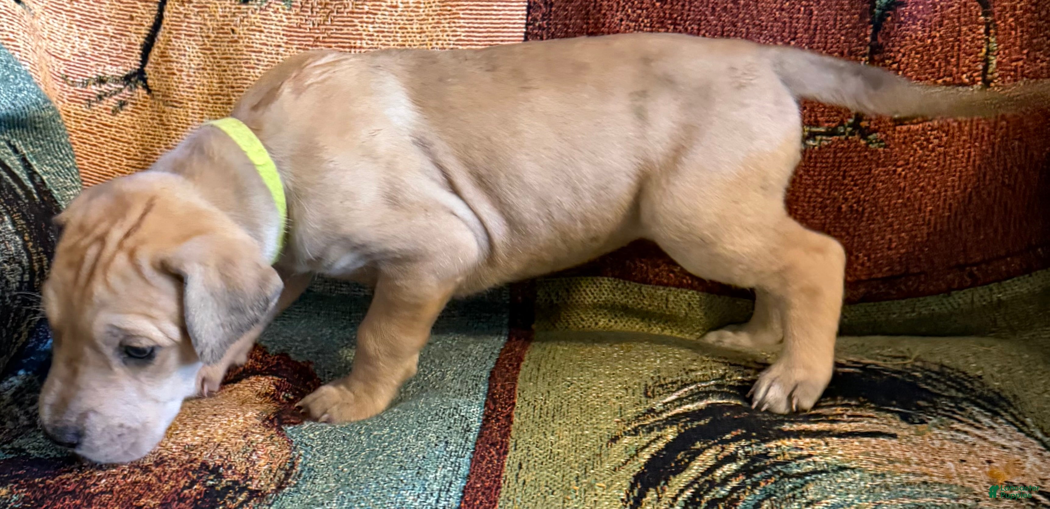 Great Dane dogs Lime - Ad 25