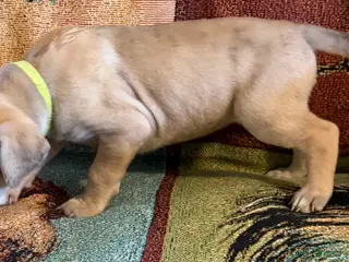 Great Dane dogs Lime - Ad 8