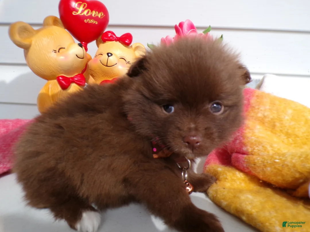 Pomeranian dogs for sale: Pomeranian Puppy 7 Dougy - Ad 3