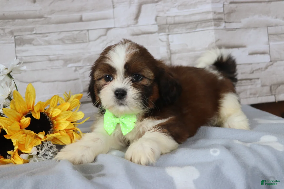 Shih Tzu dogs for sale: Percy  - Ad 3