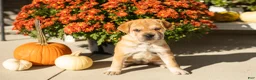 Mini Hippo dogs for sale: Maple  - Ad 2