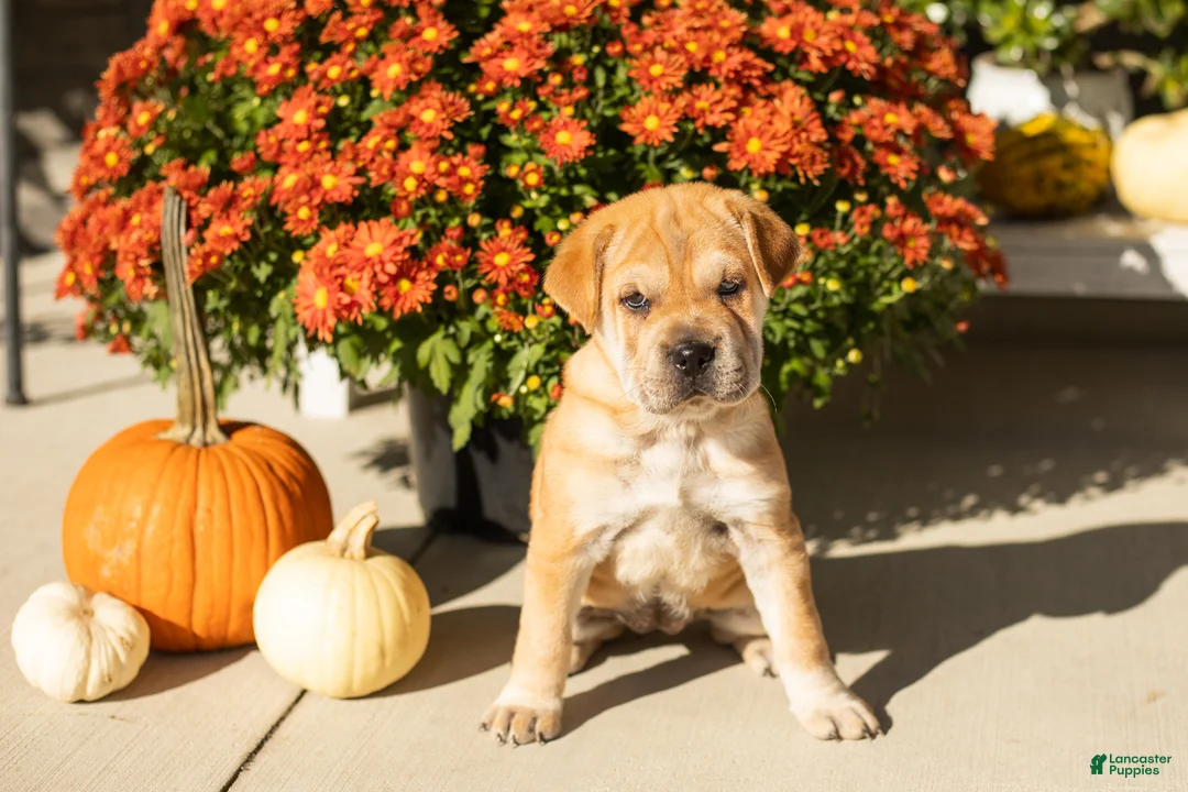 Mini Hippo dogs for sale: Maple  - Ad 2